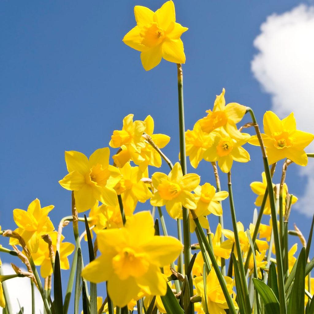 daffodil flowers