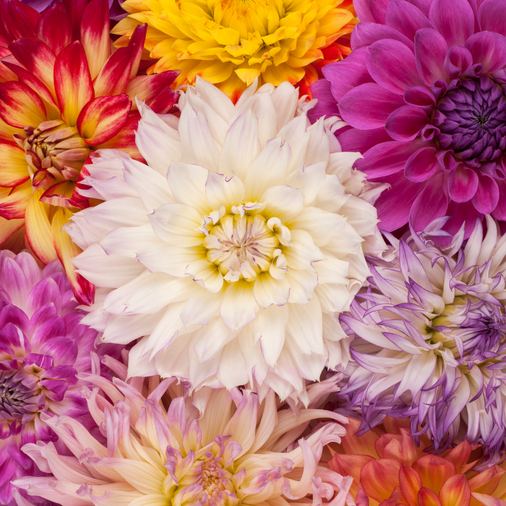 dahlia colours