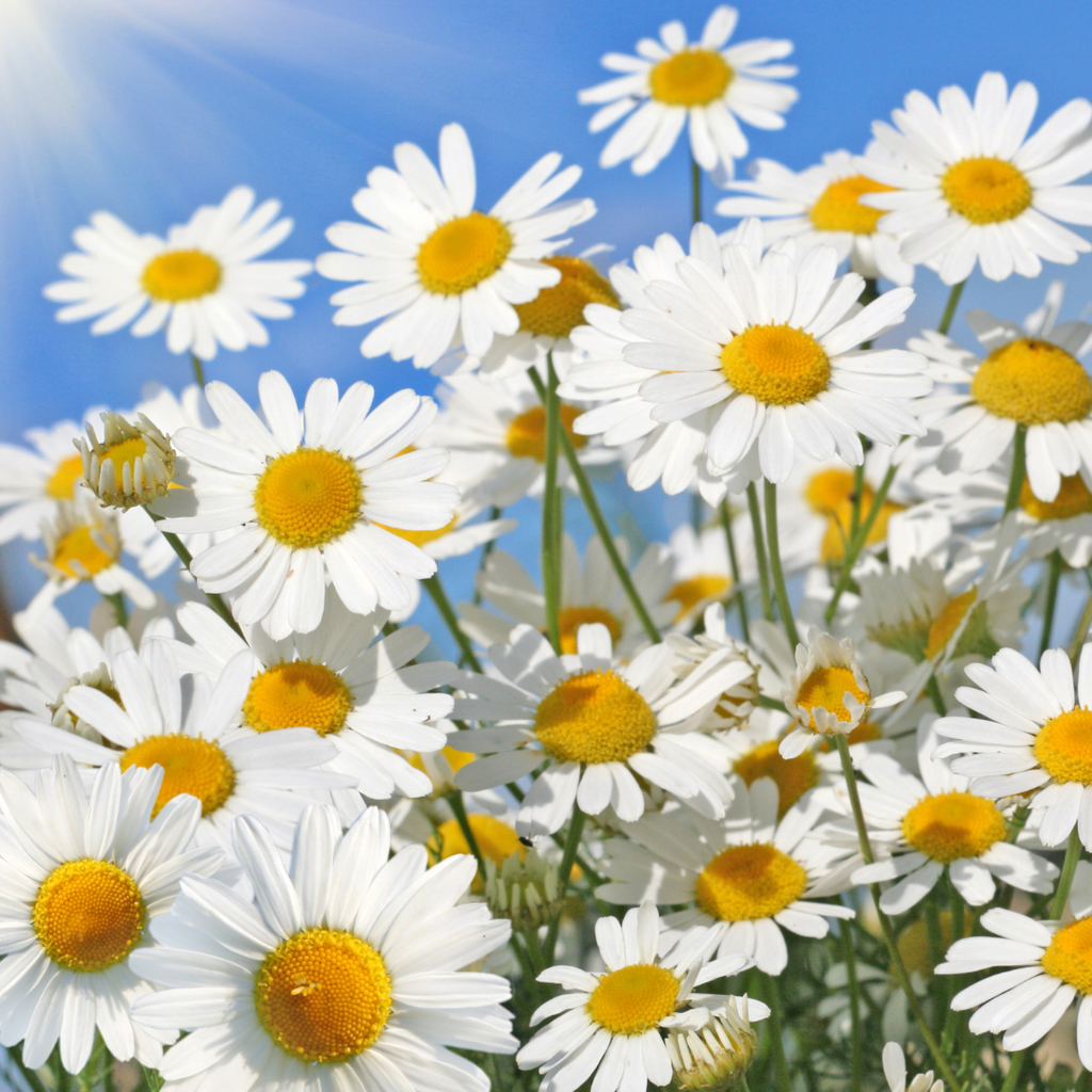 difference between asters and daisies