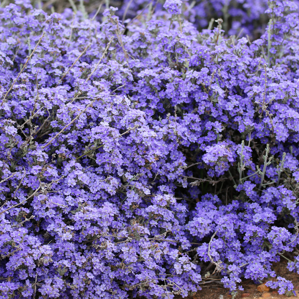 purple dampiera flowers