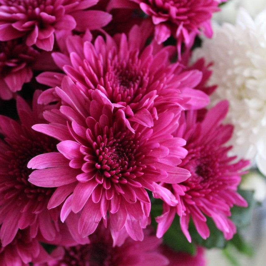 dark pink chrysanthemums 