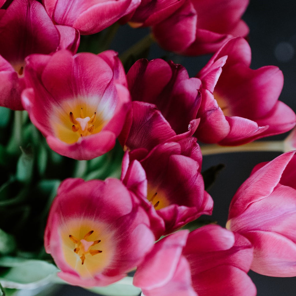 dark pink tulips