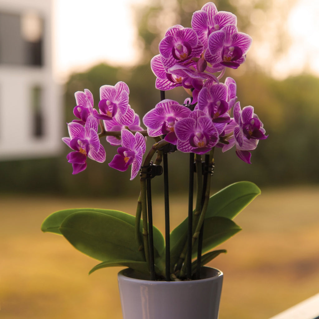 purple orchid in pot