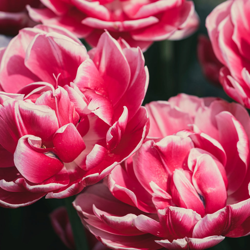 dark pink double tulips