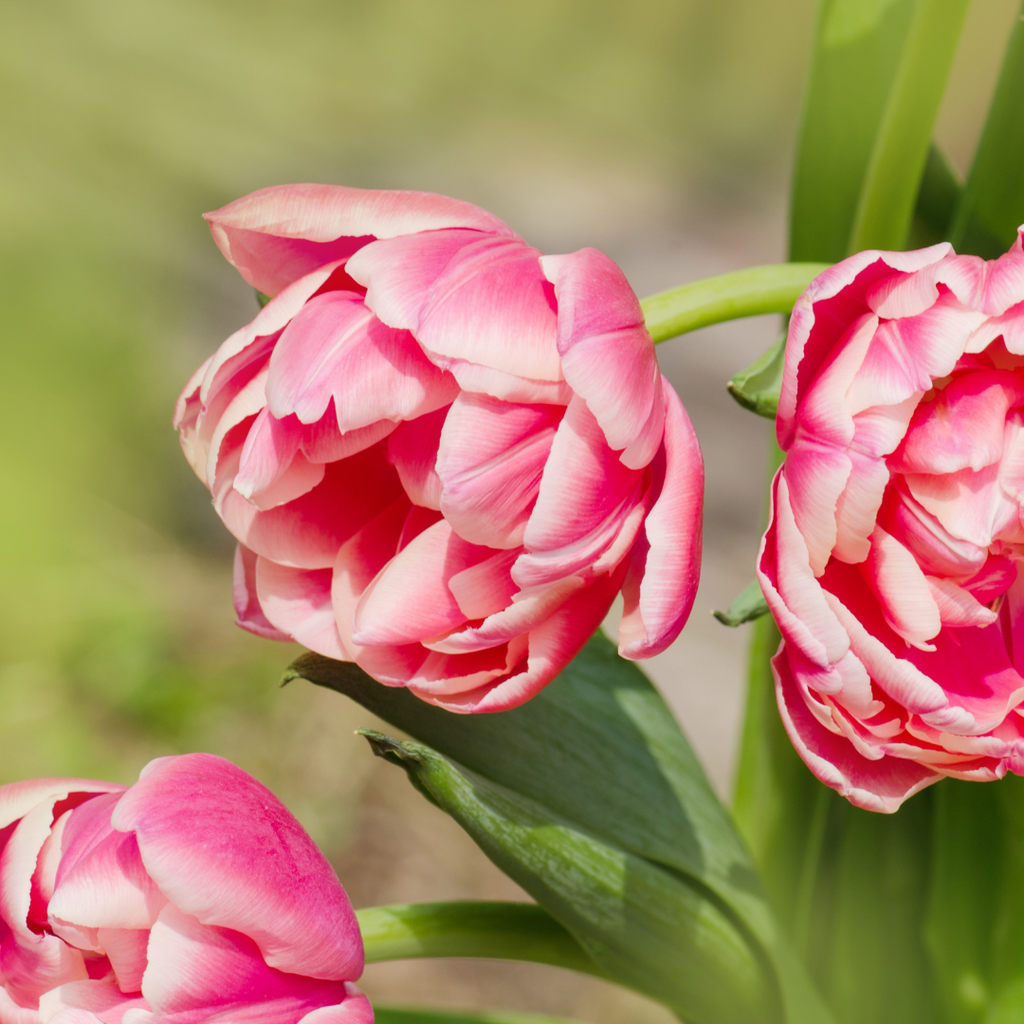 double tulips