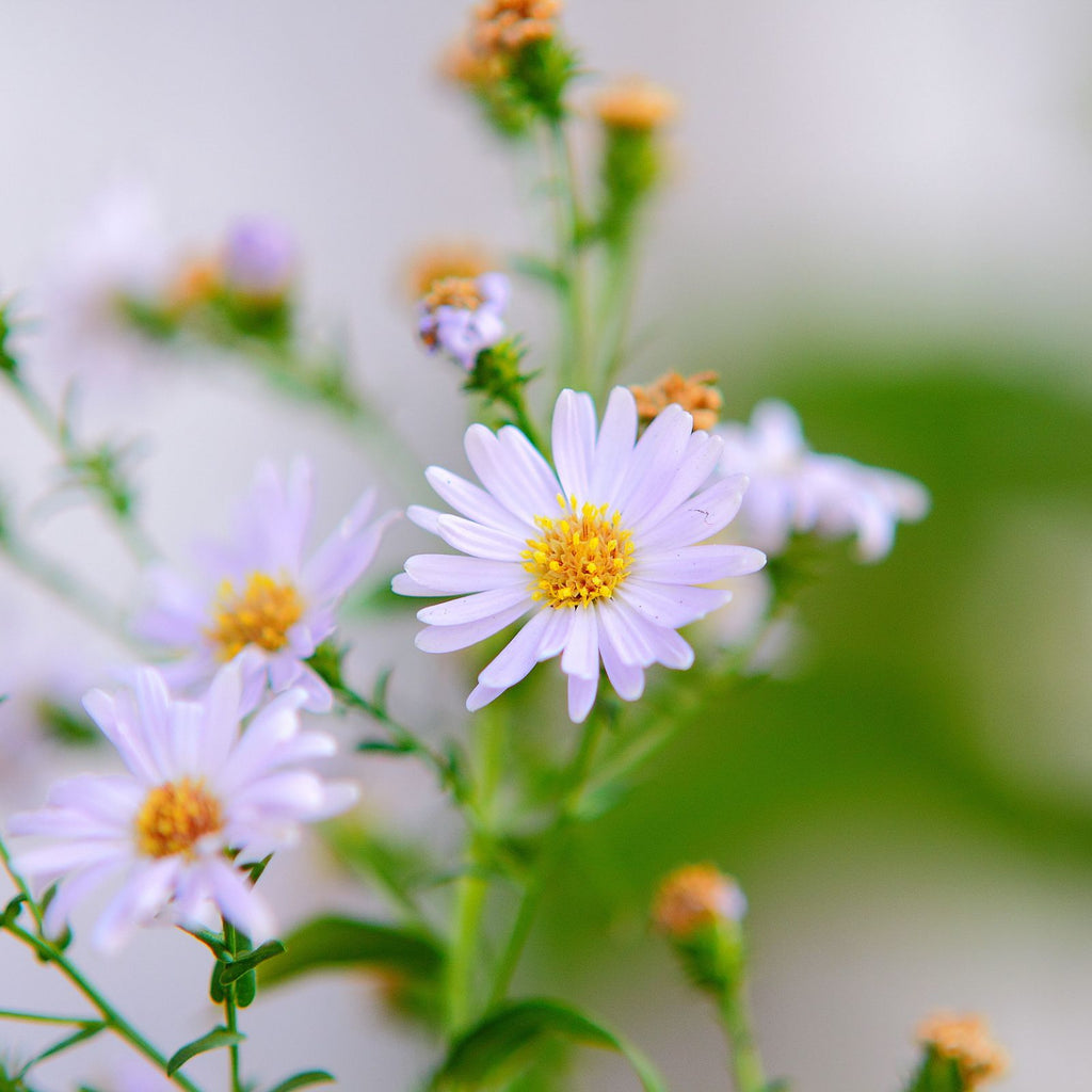 easter flowers easter daisies asters