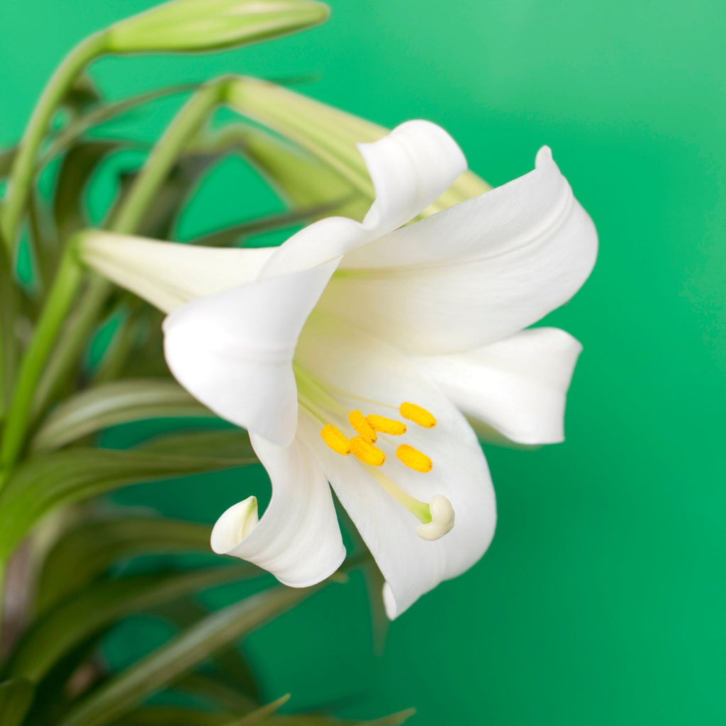 white easter lily