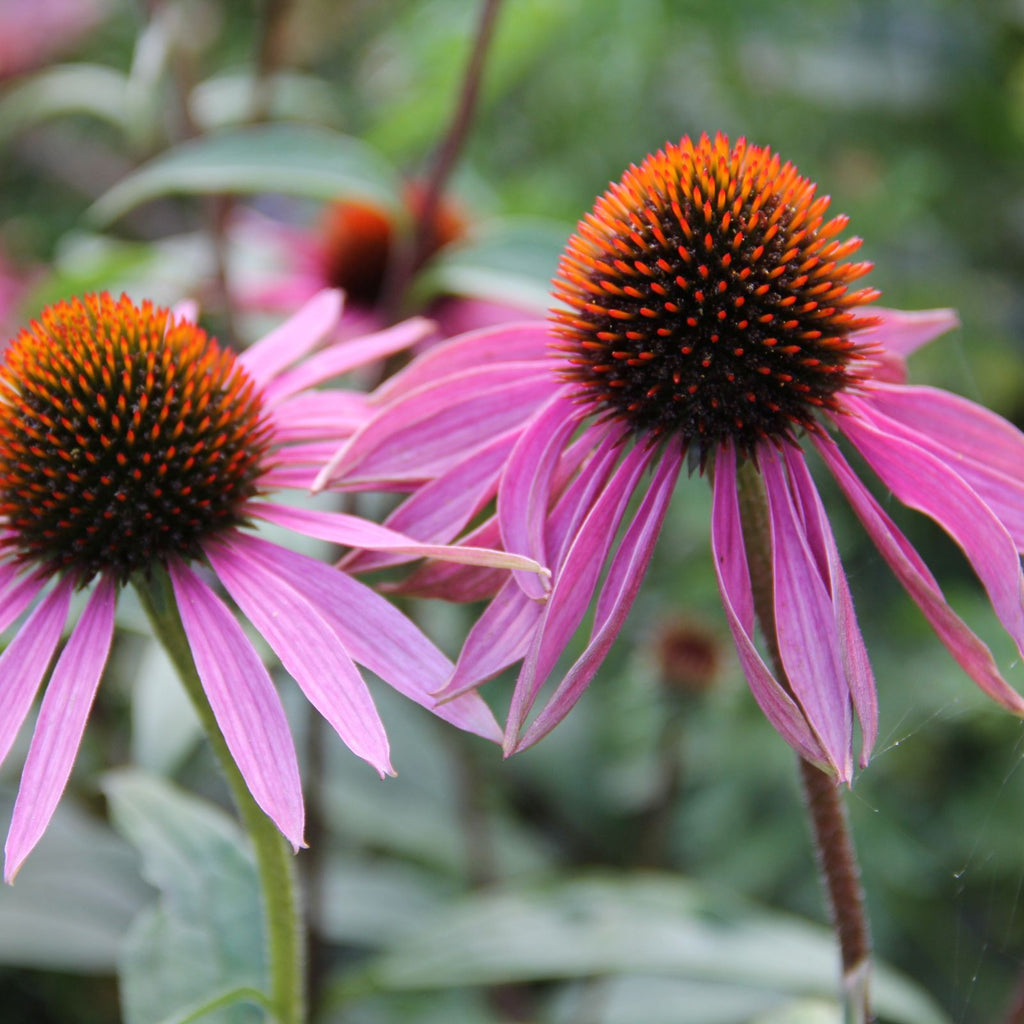 echinacea flowers