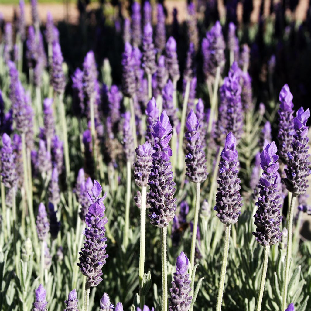 english lavender