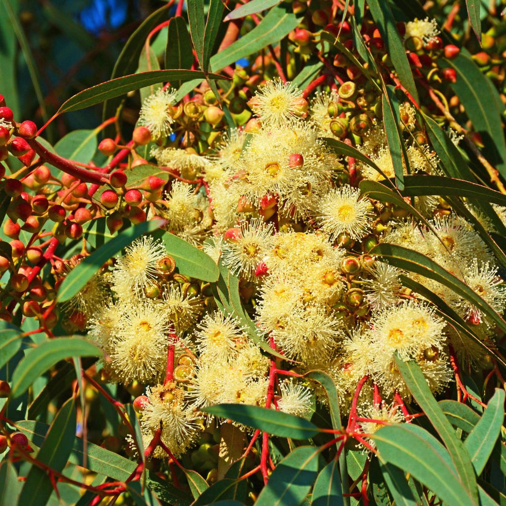 yellow eucalyptus flowers