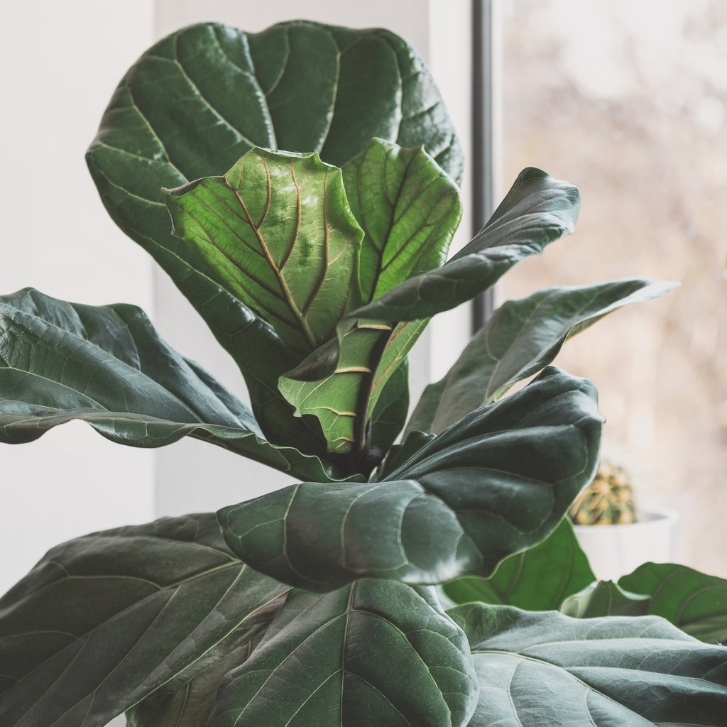 fiddle leaf plant