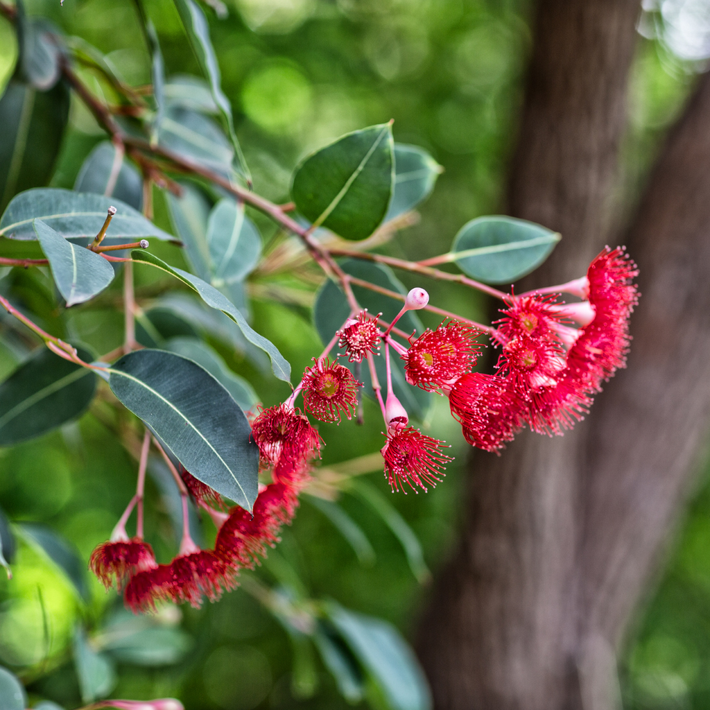 eucalyptus flowering gum