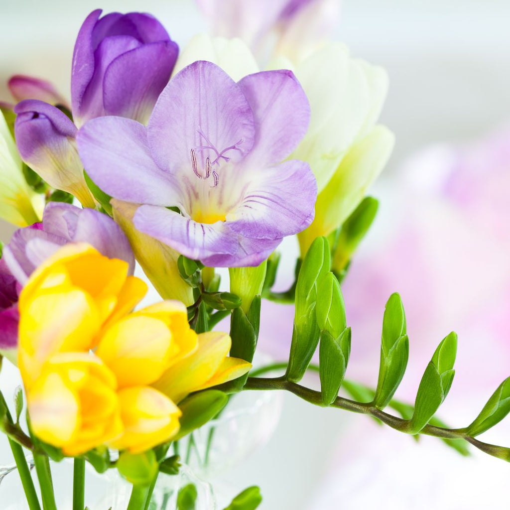 freesias