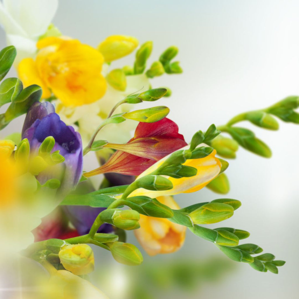 fragrant freesias