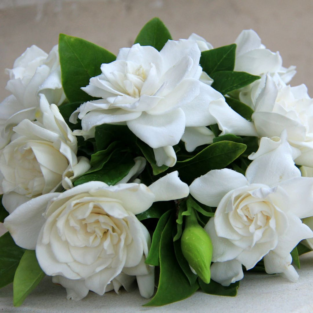 white gardenias