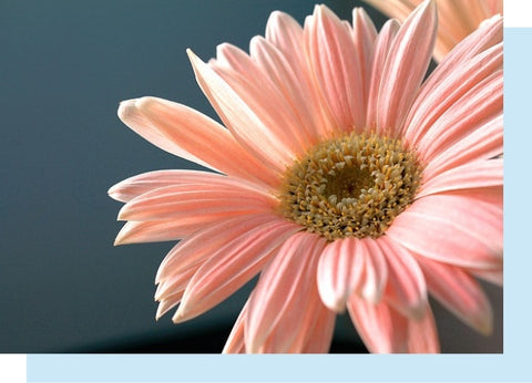 Pink Gerbera flower