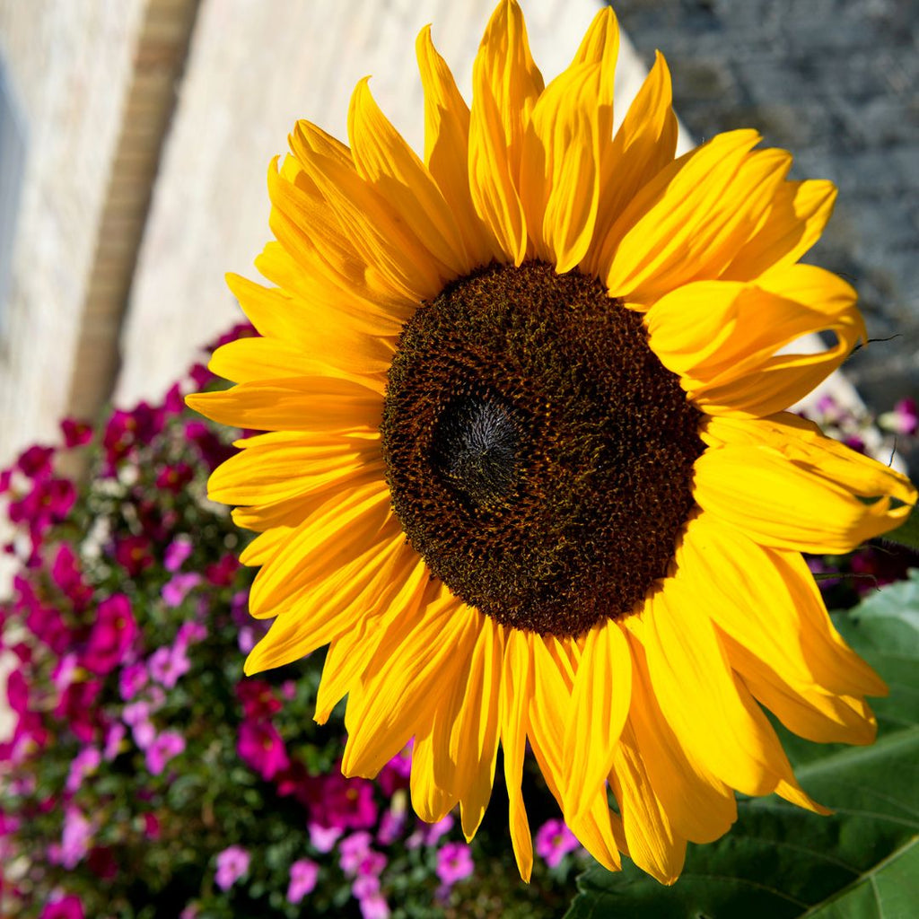 giant sunflower