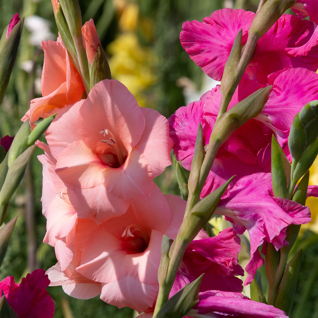 coral and magenta gladioli