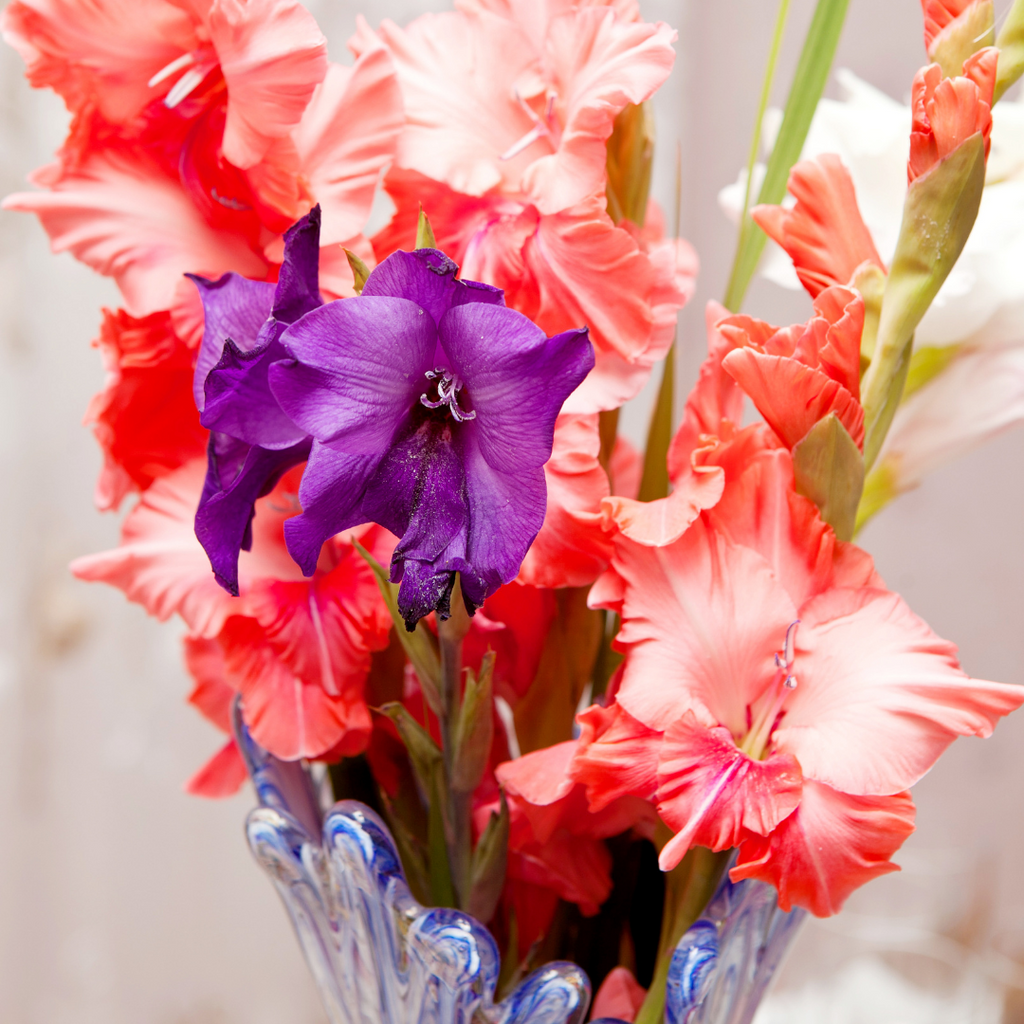 gladiolus bouquet