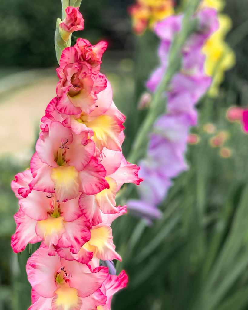 pink and purple gladiolus flowers in a field