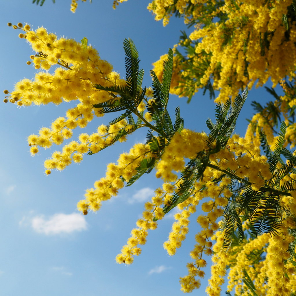 golden wattle tree