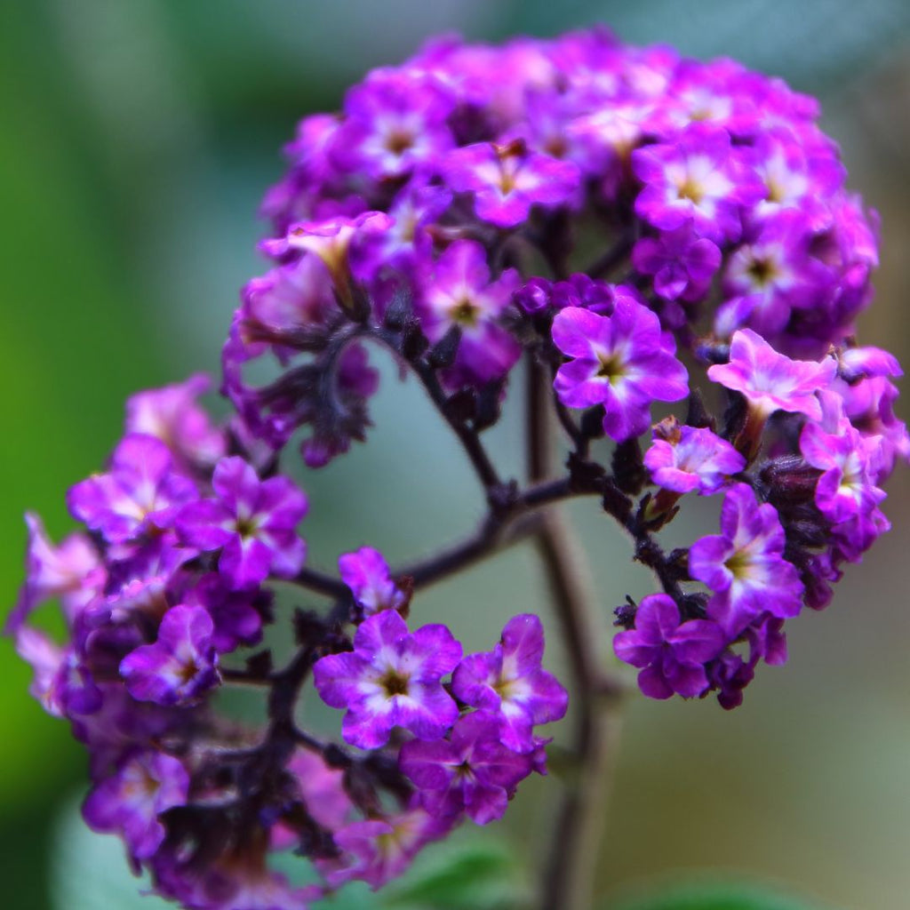 purple heliotropes