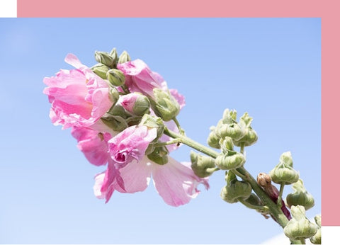 pink hoary stock flower