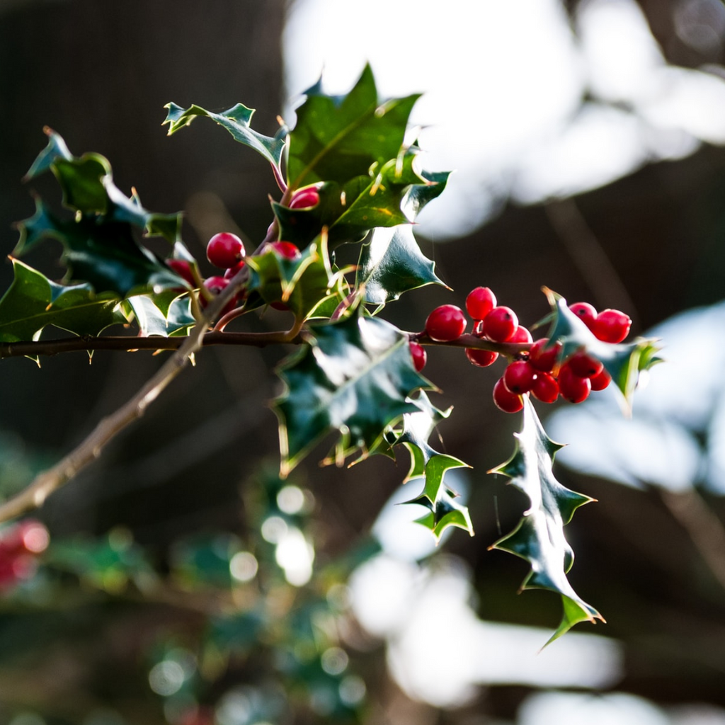 holly flower