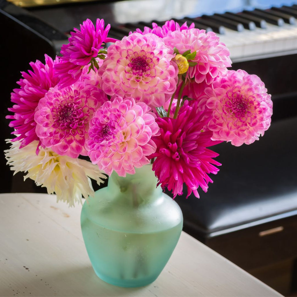 hot pink dahlias in a vase