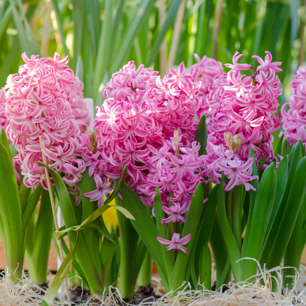 easter flowers pink hyacinths