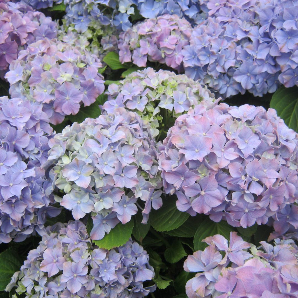 mixed hydrangeas