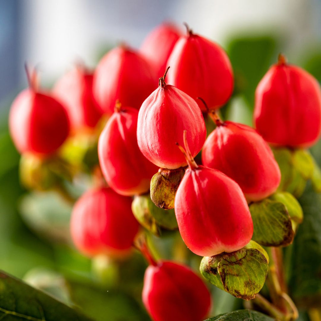 red hypericum berries christmas bouquet