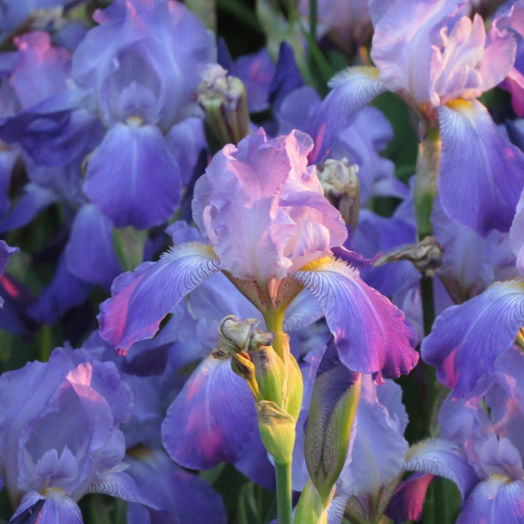 purple irises in a field