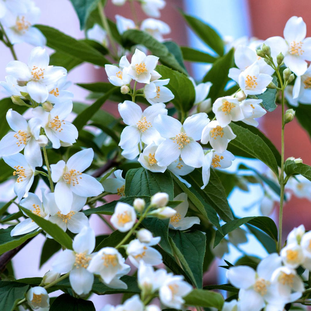 jasmine flowers