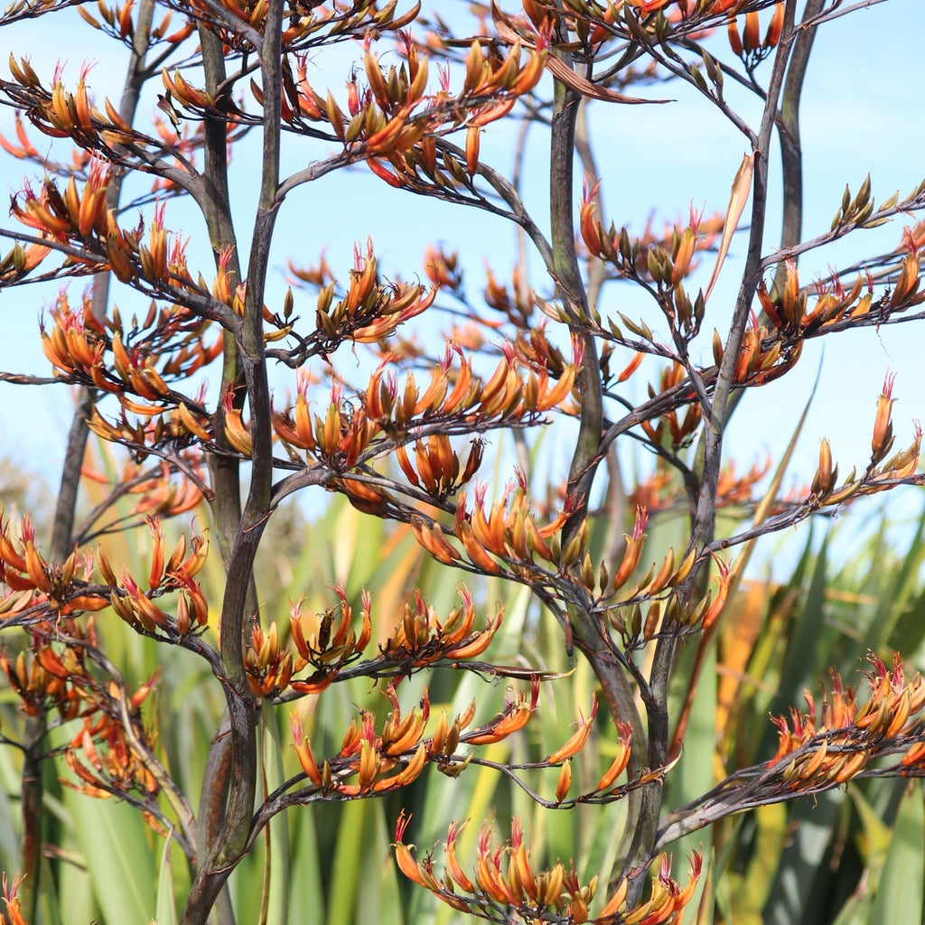 orange kangaroo paw