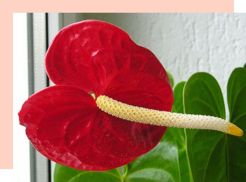 longest last flower, the laceleaf anthurium