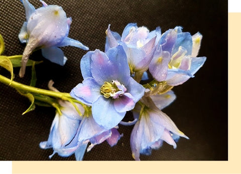 blue larkspur