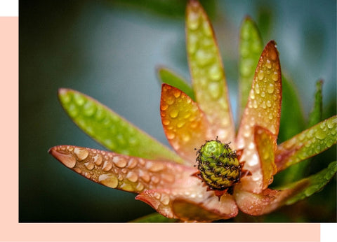 leucadendron sufari sunset flower