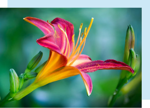 pink lily flower