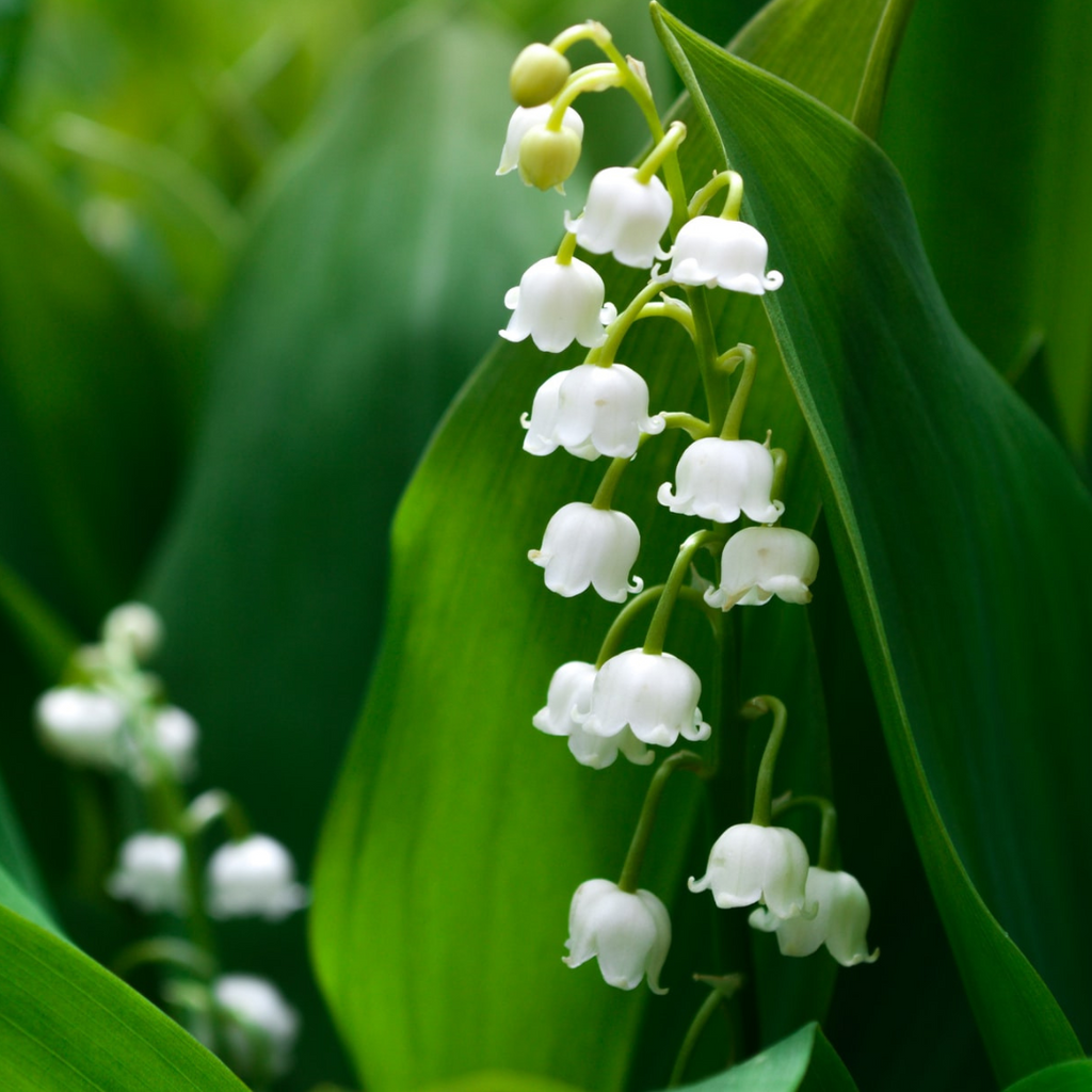 lily of the valley in the wild