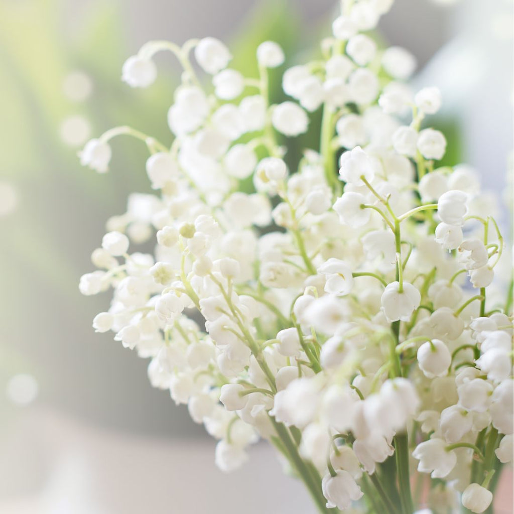 lily of the valley apology flower