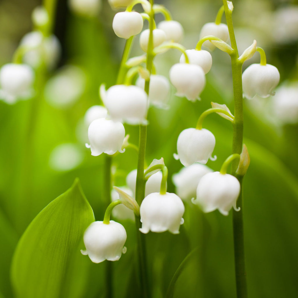 white lily of the valley may birth flower