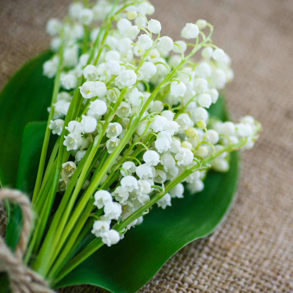 lily of the valley may birth flower