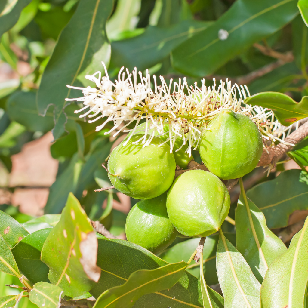 macadamia plant with flower and nuts