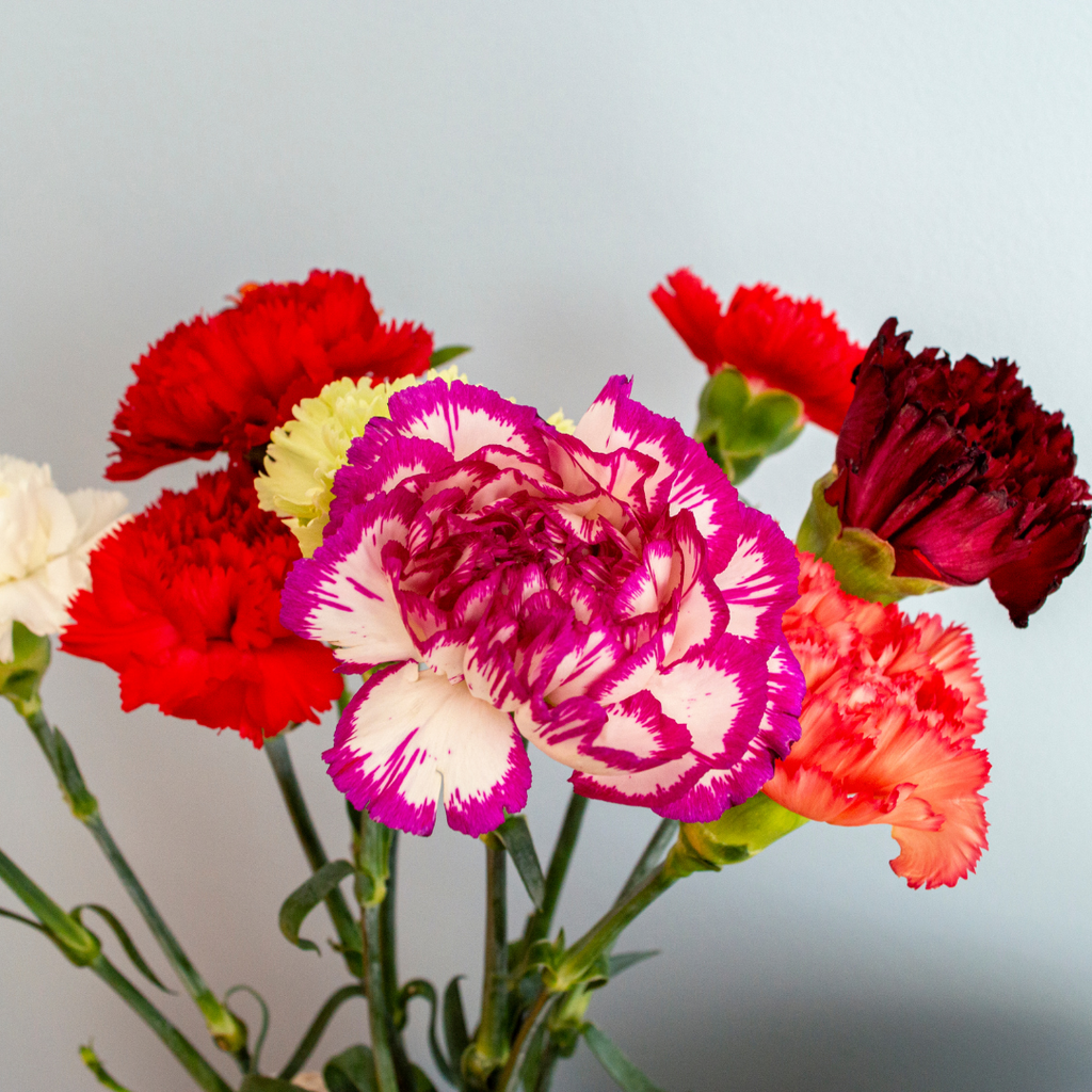 assorted carnation colours