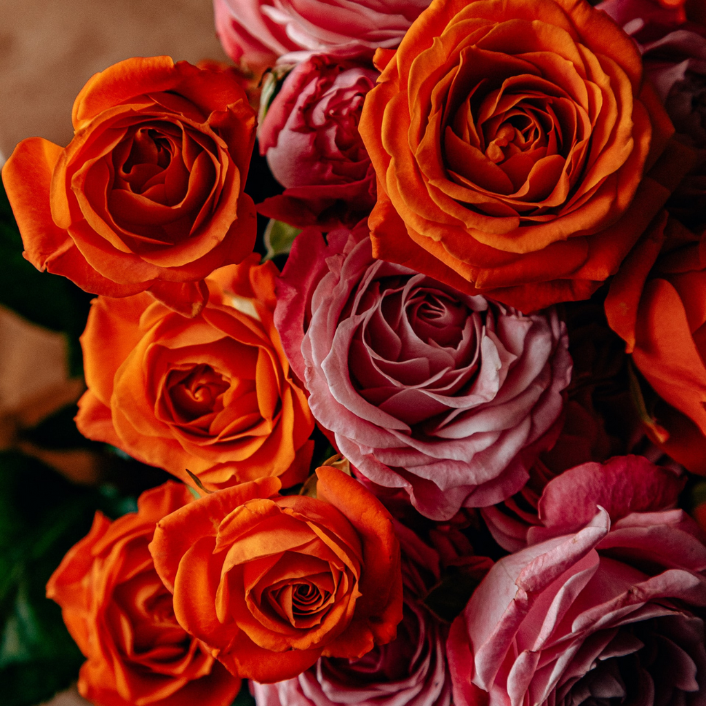 dark orange, red and pink roses