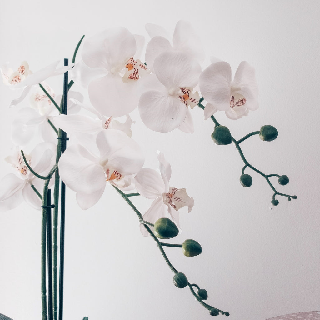 white Phalaenopsis orchid
