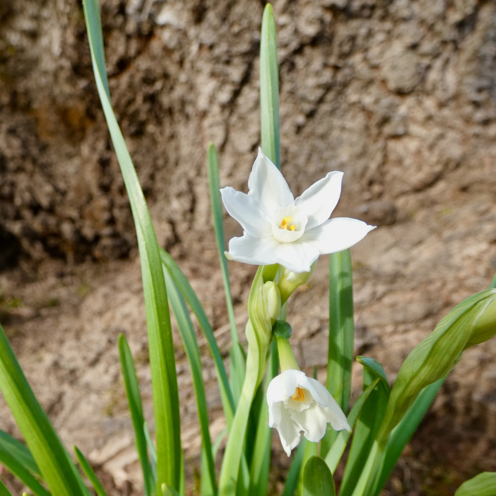 December Birth Flower Sticker: Narcissus and Holly – The Redheaded Camel