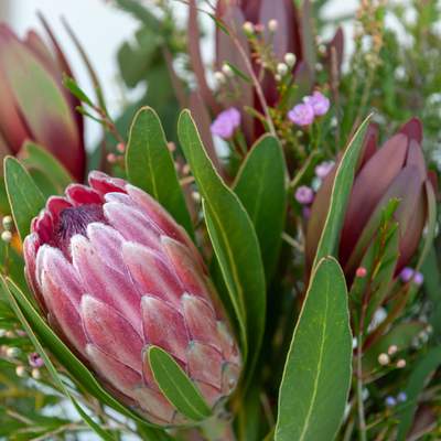 Close up of a protea with leucadendrons in the background