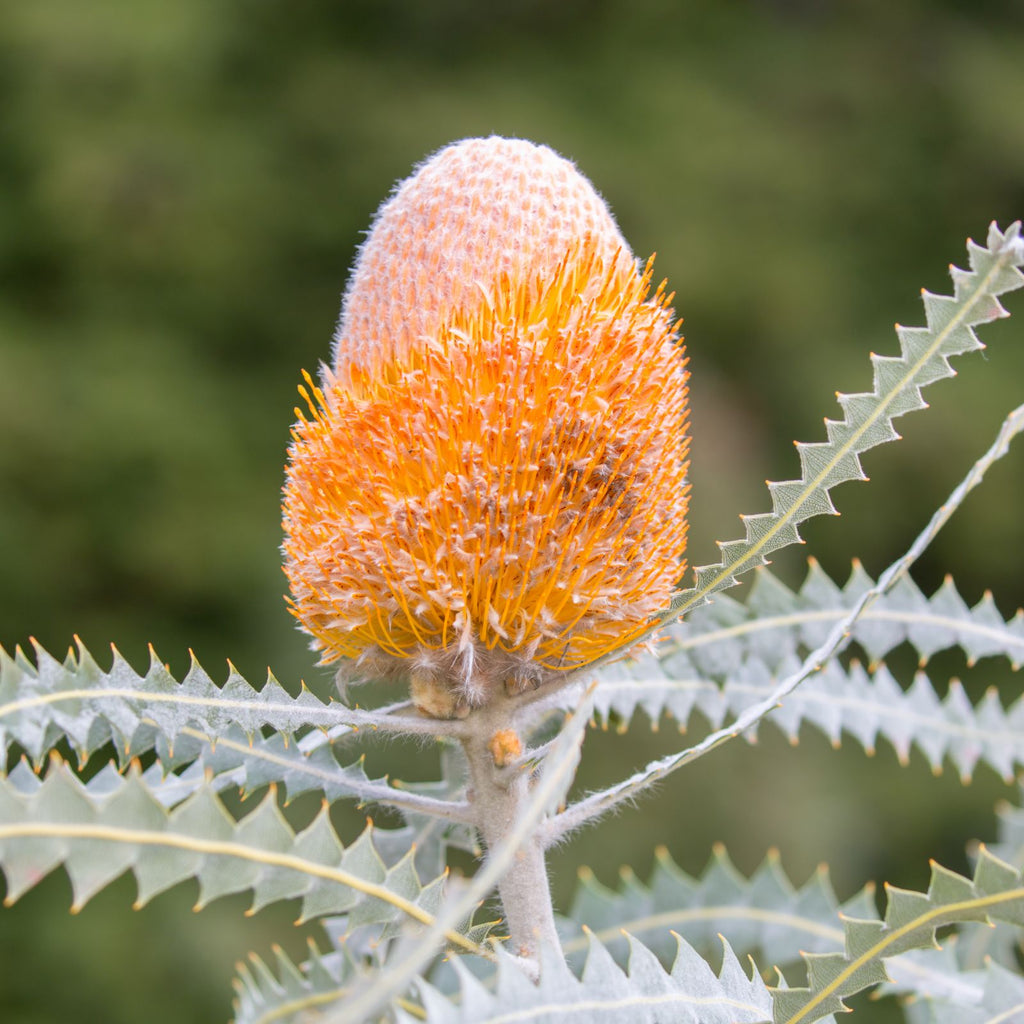 orange banksia flower